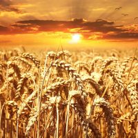 wheat-640960_1280 wheat-640960_1280